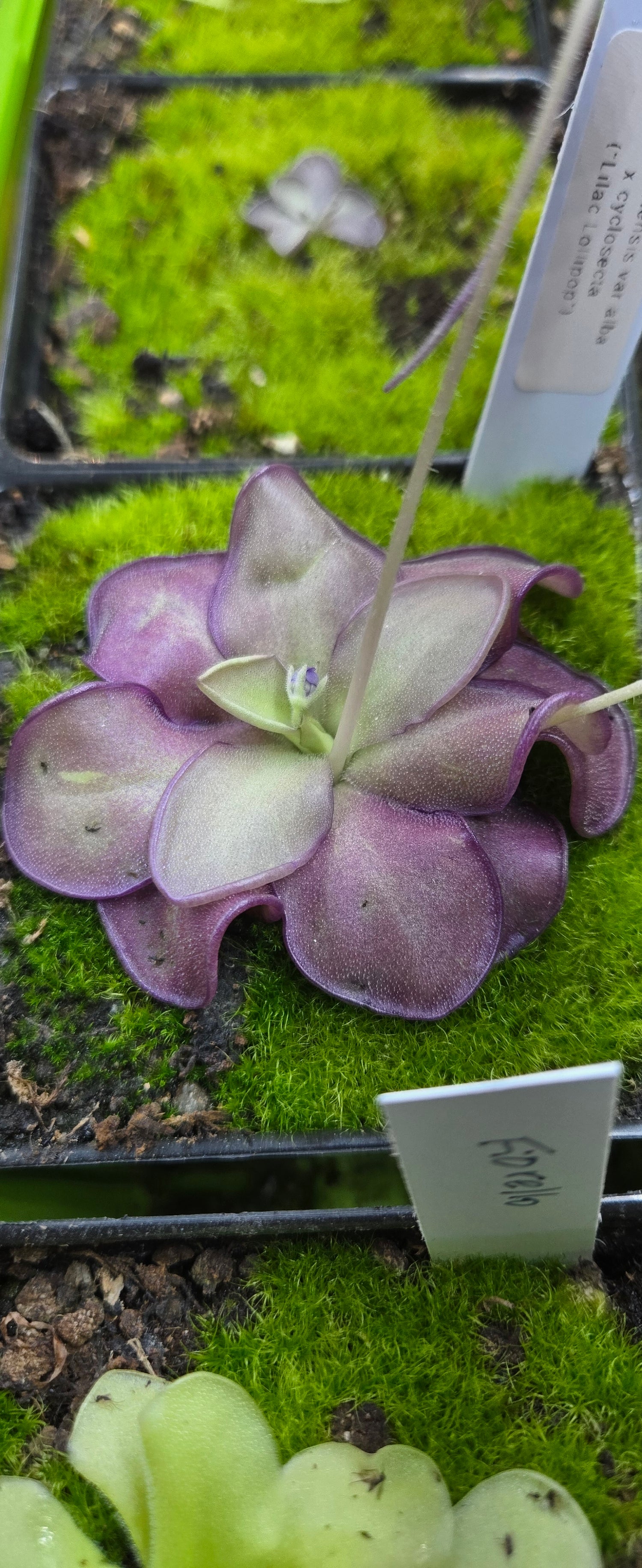 Butterwort